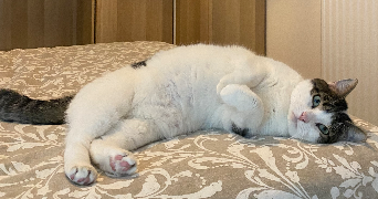 emma pet sitter à LE PLESSIS ROBINSON 92350_1