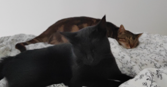 alexia pet sitter à CARPENTRAS 84200_2