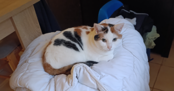 manon pet sitter à LE GUE DE LONGROI 28700_1