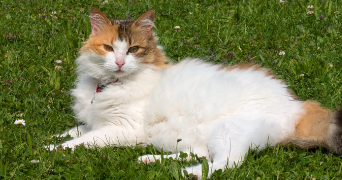 samia cat sitter à WARHEM 59380_0