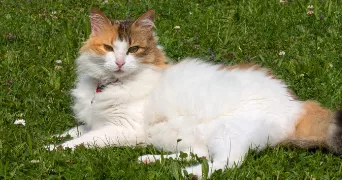 samia cat sitter à WARHEM 59380