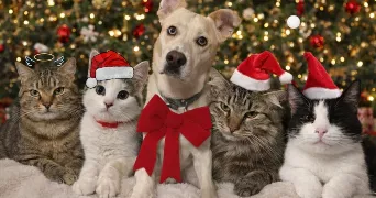 marine pet sitter à VILLERS GUISLAIN 59297