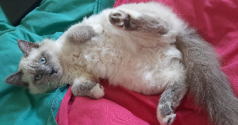 soumaya pet sitter à CERGY 95000_2
