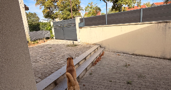 faustine pet sitter à CHALONS EN CHAMPAGNE 51000_1