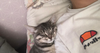 satine pet sitter à Montpellier 34000_4