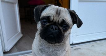 louane pet sitter à BOURGES 18000_3