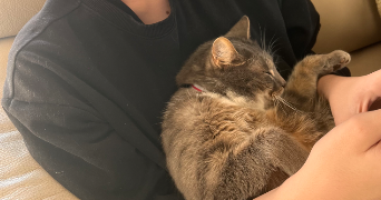 olympe pet sitter à OLIVET 45160_10