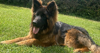 anaelle pet sitter à LIVRY GARGAN 93190_2
