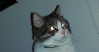 héliéna pet sitter à FLOGNY LA CHAPELLE 89360_1
