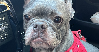 marie pet sitter à LEVALLOIS PERRET 92300_2