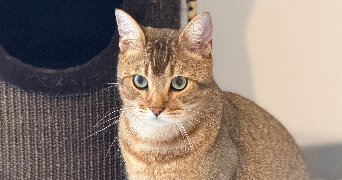 emilie pet sitter à SEGRE EN ANJOU BLEU 49520_2