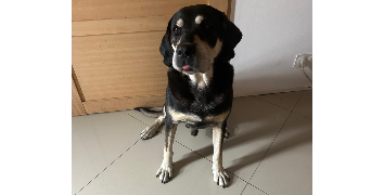 maureen pet sitter à Villenave d'Ornon 33140_8