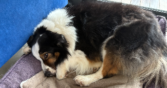 popée pet sitter à LA CHAPELLE SUR ERDRE 44240_1