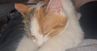 carole pet sitter à DAMMARIE LES LYS 77190_2