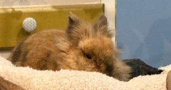 adeline pet sitter à DEOLS 36130_4