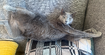 lucie pet sitter à CLAMART 92140_1
