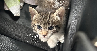 leyane pet sitter à Valencin 38540_4