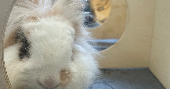 céryne pet sitter à FLEURY LES AUBRAIS 45400_3