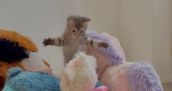 clemence pet sitter à AGEN 47000_4