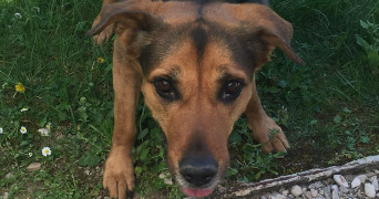 salomé pet sitter à TRECLUN 21130_4