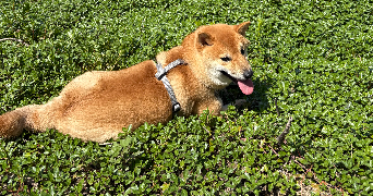 sandy pet sitter à ORLEANS 45100_1