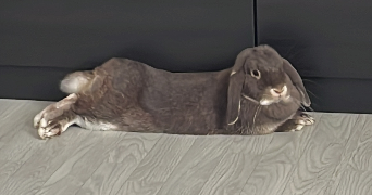 mégane pet sitter à CREPY EN VALOIS 60800_4