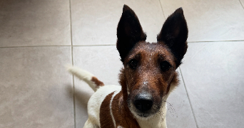léonie pet sitter à PONT DE METZ 80480_1