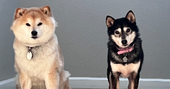 celine pet sitter à YQUELON 50400_1