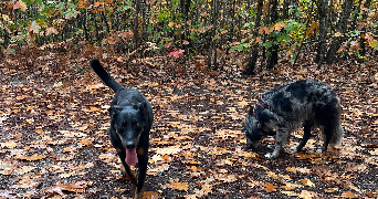 orlane pet sitter à BEGLES 33130_5