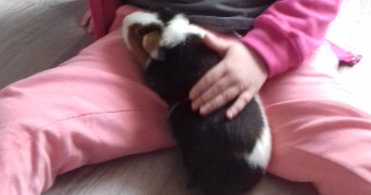 laetitia pet sitter à VILLERS LES NANCY 54600_5