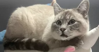 elodie cat sitter à FLESQUIERES 59267