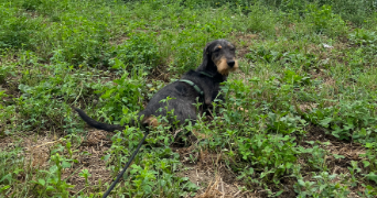 lou pet sitter à RENNES 35000_2