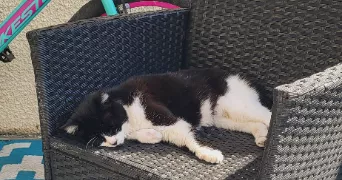 angélique pet sitter à AULNAY SOUS BOIS 93600