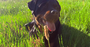 valentine pet sitter à ST LEGER LA MONTAGNE 87340_8