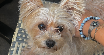 angeline pet sitter à CARCASSONNE 11000_6