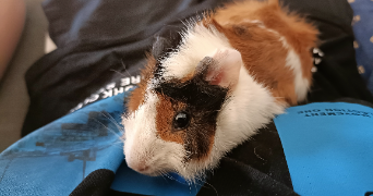 keigo pet sitter à MONTPELLIER 34090_1