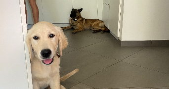 charlotte pet sitter à Lyon 69009_4