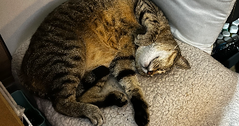 aline pet sitter à CALUIRE ET CUIRE 69300_8