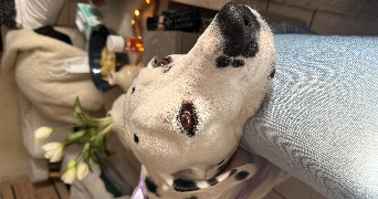 alizée pet sitter à HAGUENAU 67500_1