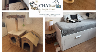 ophelie cat sitter à CHARTRES 28000_29