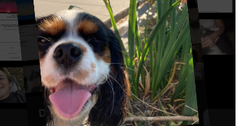 marin-e pet sitter à Sérignan du comtat 84830_2