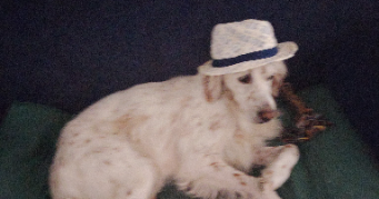 fabienne pet sitter à LA ROCHE SUR YON 85000_9
