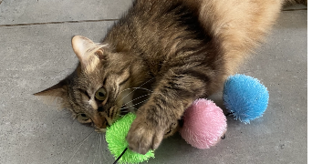 kelly pet sitter à MARTIGUES 13500_8