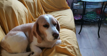 florence pet sitter à CALUIRE ET CUIRE 69300_3