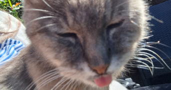jeanne pet sitter à TROYES 10000_3