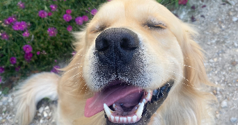 jessica pet sitter à HOUDAN 78550_8