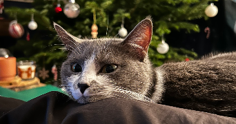 emma pet sitter à SUCY EN BRIE 94370_1