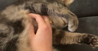 clara pet sitter à VAUREAL 95490_3