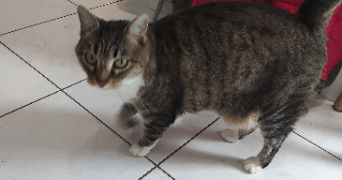 pauline pet sitter à MONTEVRAIN 77144_0