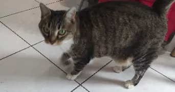 pauline pet sitter à MONTEVRAIN 77144